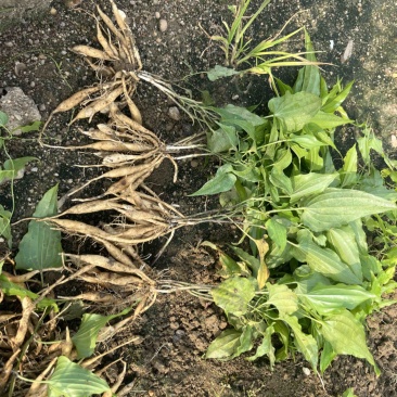 红花，紫花，百部苗基地直销
