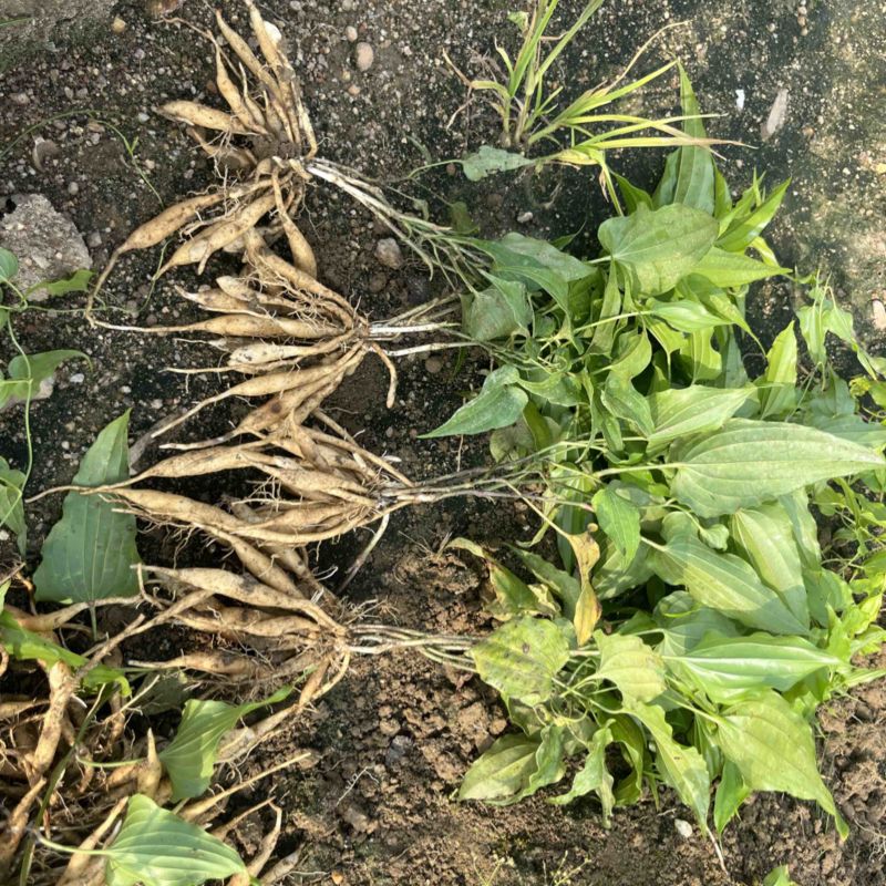 红花，紫花，百部苗基地直销