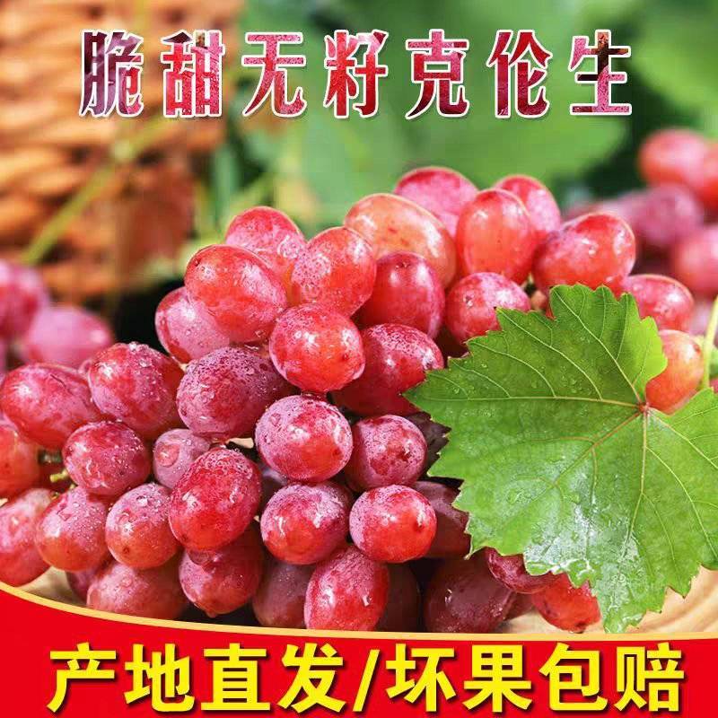 《克伦生葡萄》产地直发/全国供应批发