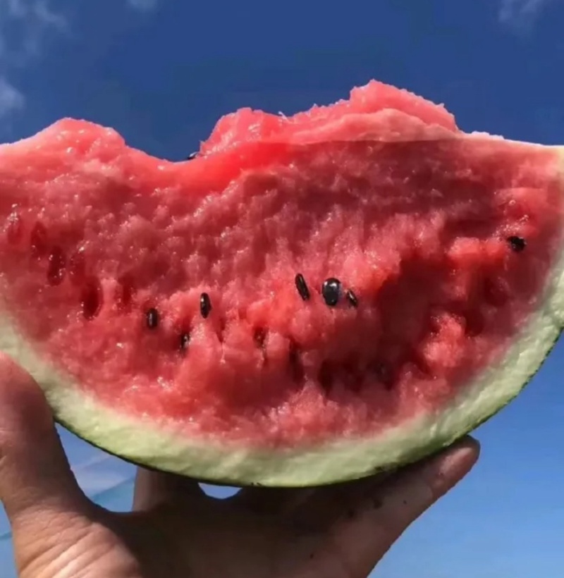 【实力】河南开封精品美都西瓜产地直发可对接各大商超