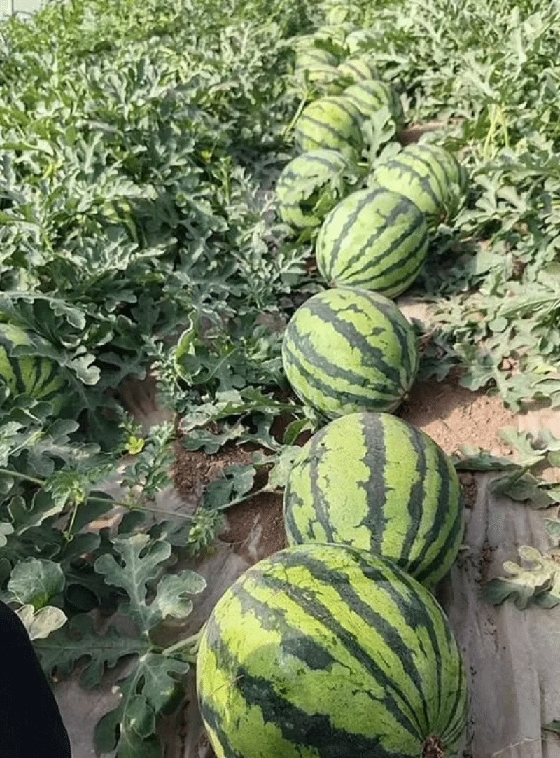 【实力】河南开封精品美都西瓜产地直发可对接各大商超