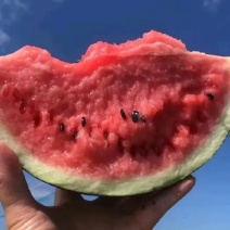 【实力】河南开封精品美都西瓜产地直发可对接各大商超