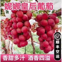 《妮娜皇后葡萄》/产地直发/全国供应