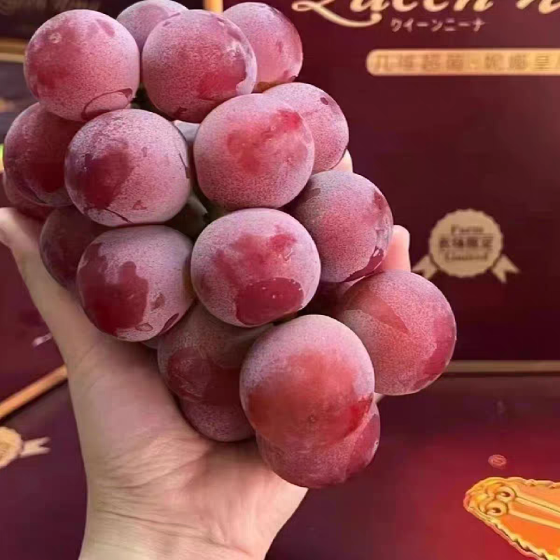 《妮娜皇后葡萄》/产地直发/全国供应