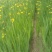 黄菖蒲、黄花鸢尾、水生植物杯苗，基地批发，各种规格