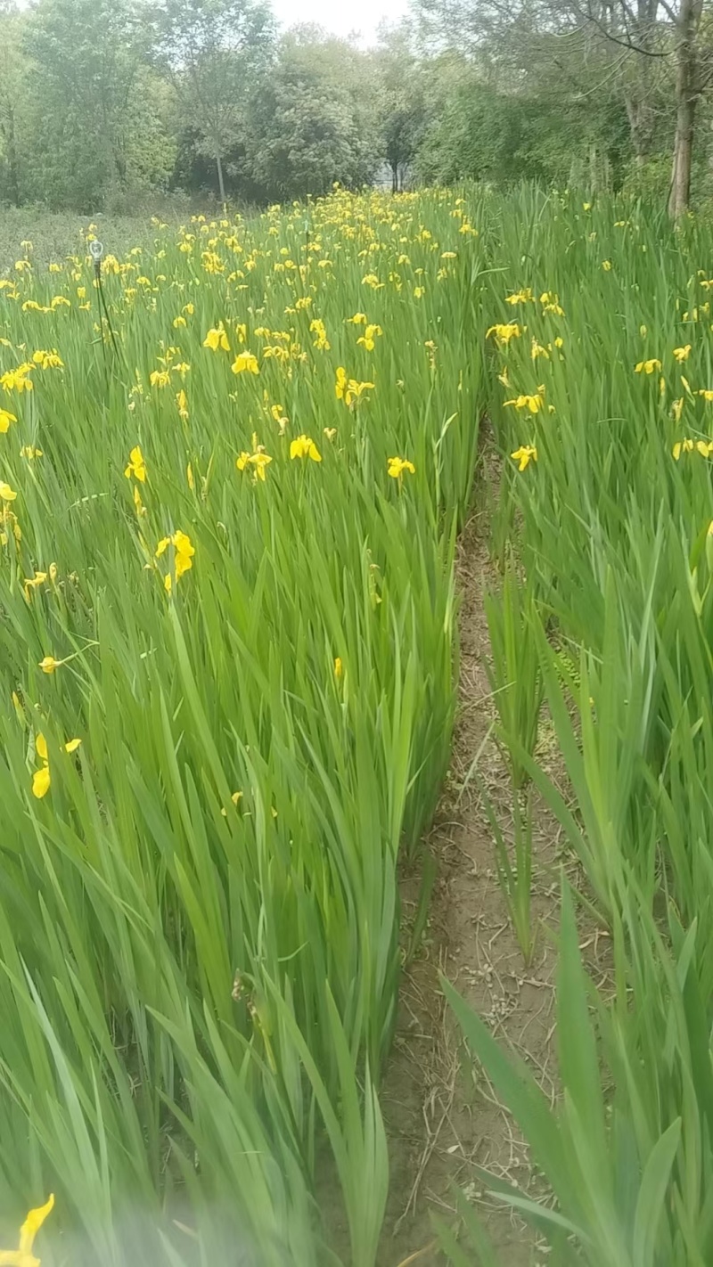 黄菖蒲、黄花鸢尾、水生植物杯苗，基地批发，各种规格