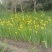 黄菖蒲、黄花鸢尾、水生植物杯苗，基地批发，各种规格