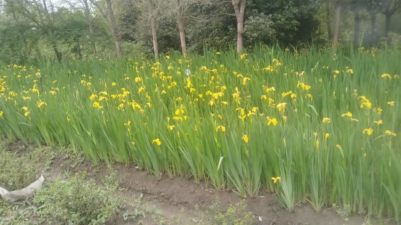 黄菖蒲、黄花鸢尾、水生植物杯苗，基地批发，各种规格