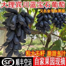 《蓝宝石葡萄》云南金手指黑提/无籽葡萄全国供应/价格便宜