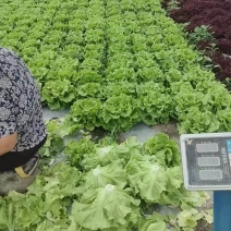 生菜罗马生菜现挖现发产地直供一手货源欢迎咨询