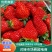 【实力】江苏优质蒙特瑞草莓大量上市全国发货量大从优