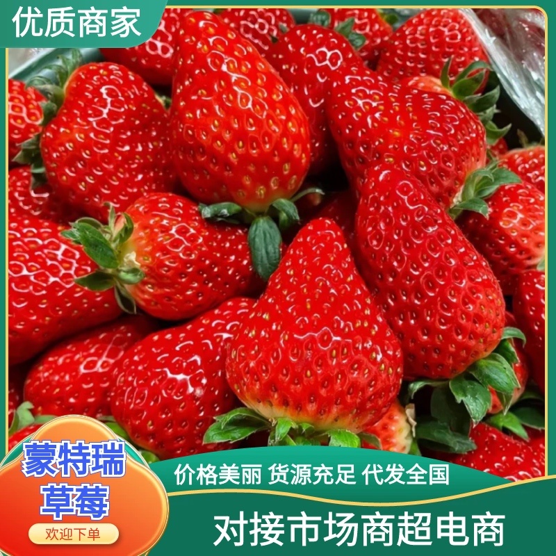 【实力】江苏优质蒙特瑞草莓大量上市全国发货量大从优