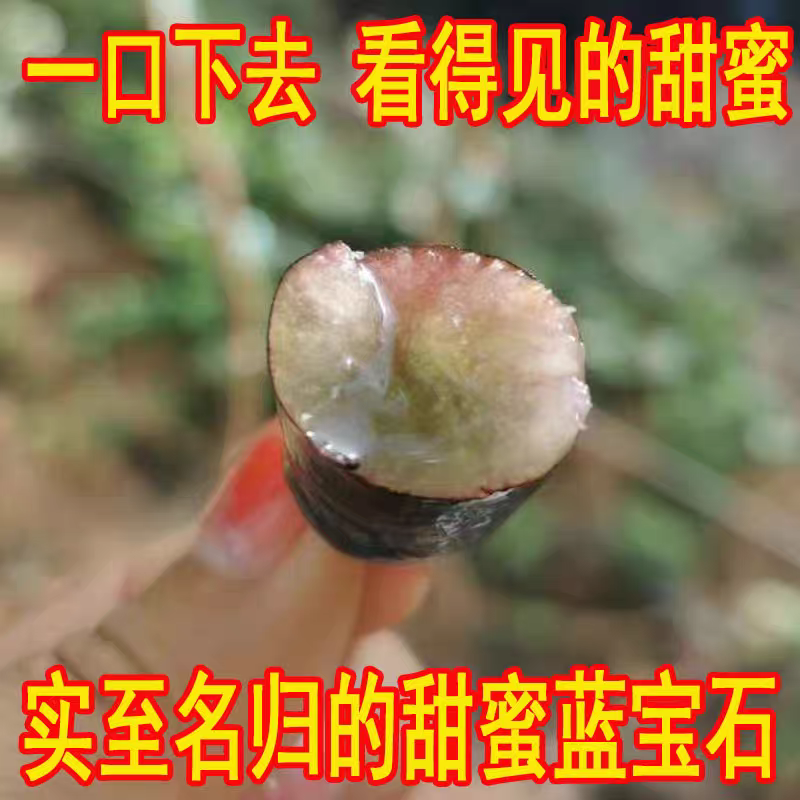 《蓝宝石葡萄》云南金手指黑提/无籽葡萄全国供应/价格便宜