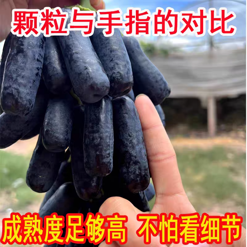 《蓝宝石葡萄》云南金手指黑提/无籽葡萄全国供应/价格便宜