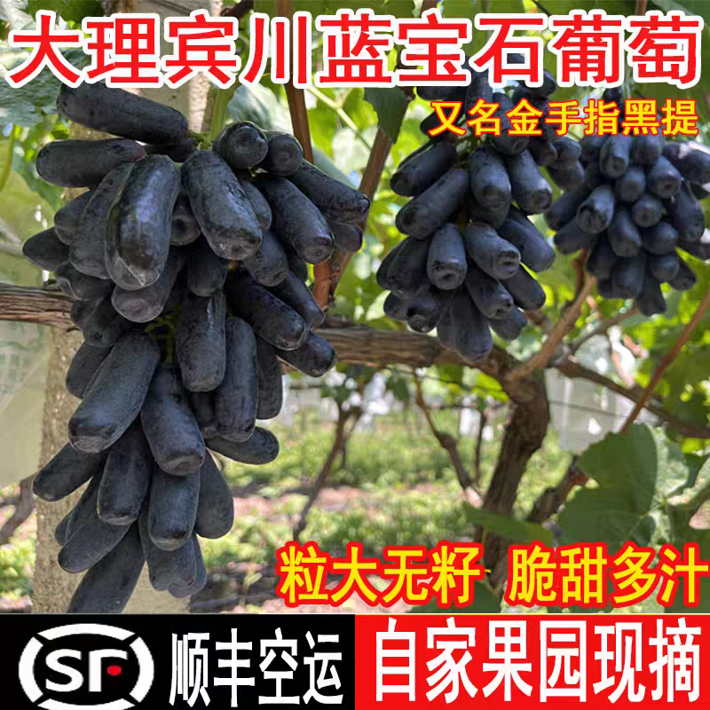 《蓝宝石葡萄》云南金手指黑提/无籽葡萄全国供应/价格便宜