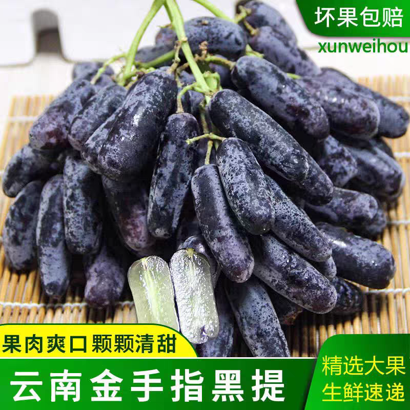 《蓝宝石葡萄》云南金手指黑提/无籽葡萄全国供应/价格便宜