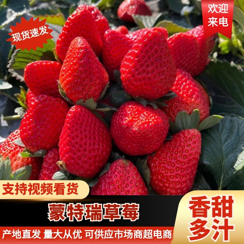 杭州草莓精品蒙特瑞草莓大量上市产地直发量大从优