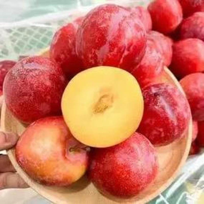 湖北李子大量供应红宝石五月脆八宝丹澳洲红欢迎全国客商咨询