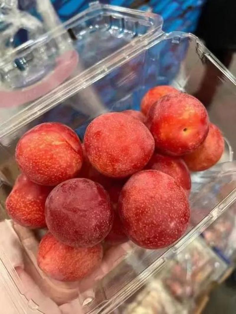 湖北李子大量供应红宝石五月脆八宝丹澳洲红欢迎全国客商咨询
