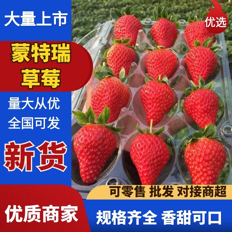 《蒙特瑞草莓》云南草莓现摘现发货源充足量大从优