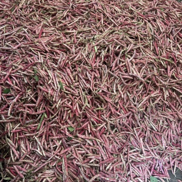 红花豆