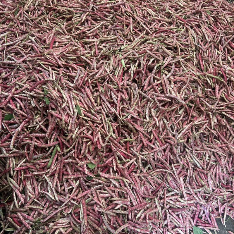 红花豆
