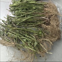野生鬼针草根