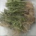 野生鬼针草根