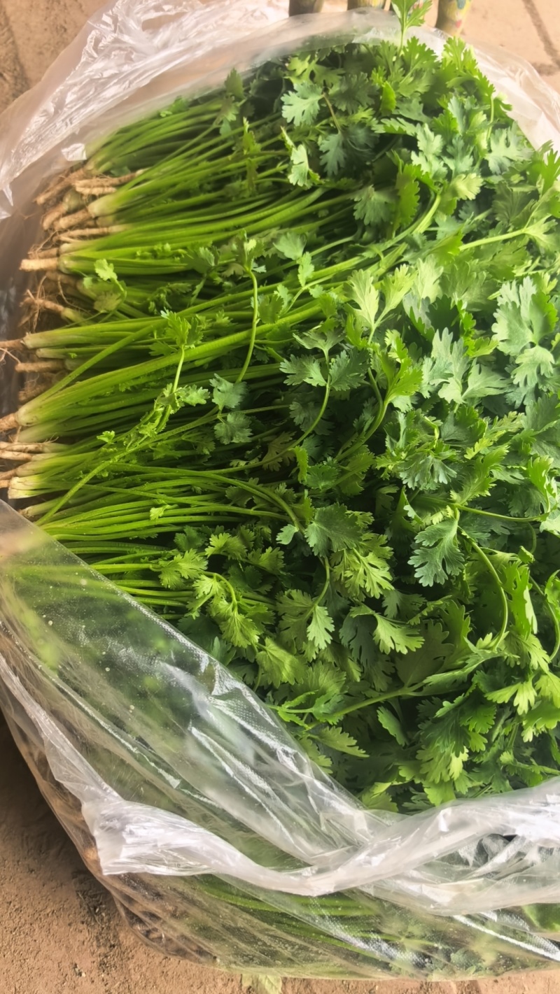铁杆青香菜，河北唐山铁杆青香菜，产地直供对接超市