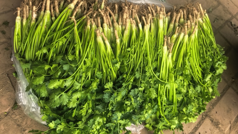 铁杆青香菜，河北唐山铁杆青香菜，产地直供对接超市