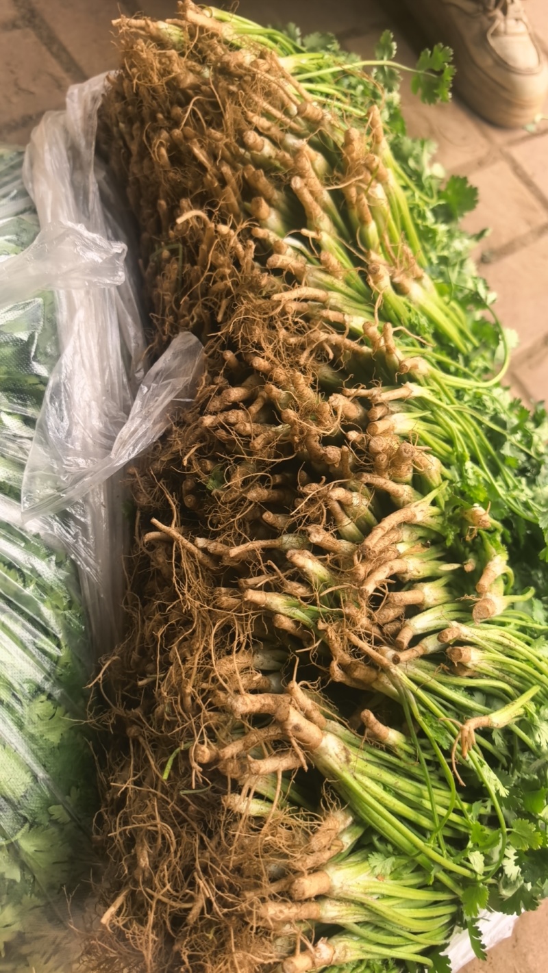 铁杆青香菜，河北唐山铁杆青香菜，产地直供对接超市