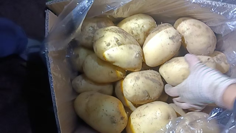 山东产地土豆价格优惠直发全国