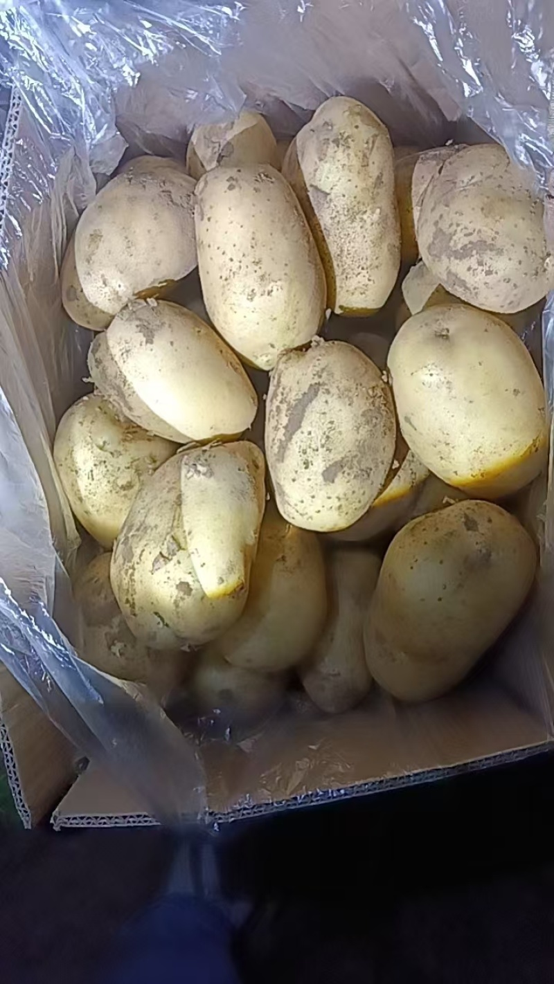山东产地土豆价格优惠直发全国