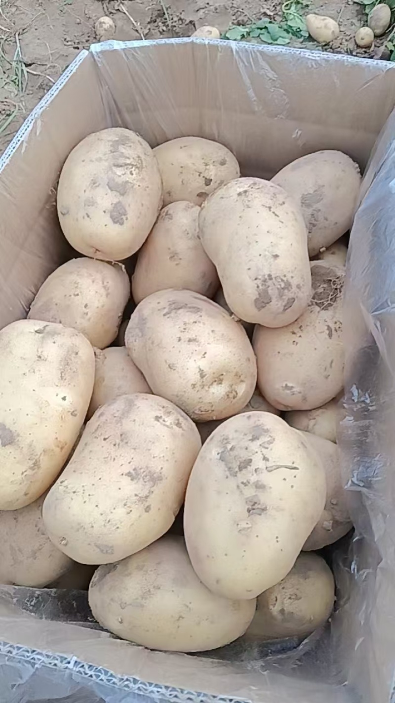 山东产地土豆价格优惠直发全国