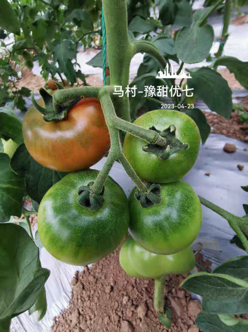 豫艺优七口感番茄种子无限型早熟糖度8左右210克亩产2万