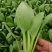 油菜