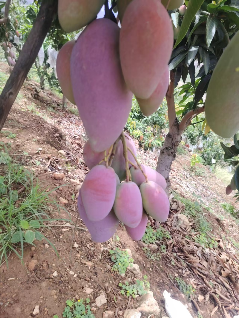 攀枝花精品芒果原产地直采直发代发代办彩虹红贵妃、大量供应