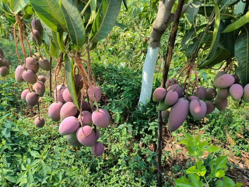 攀枝花精品芒果原产地直采直发代发代办彩虹红贵妃、大量供应