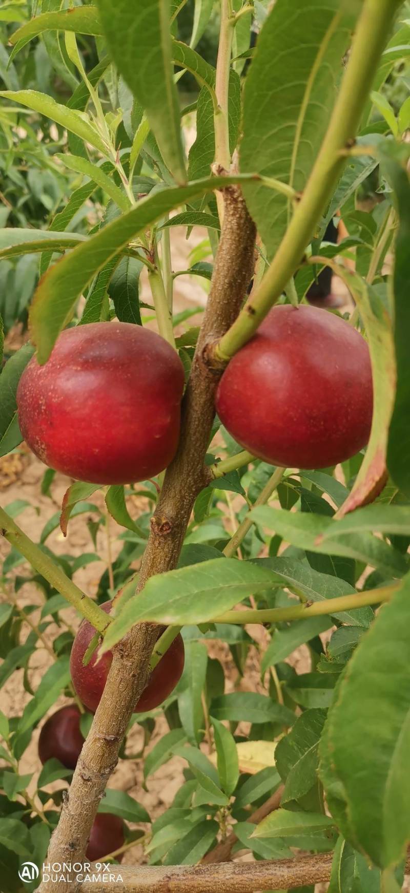 珍珠枣油桃8号