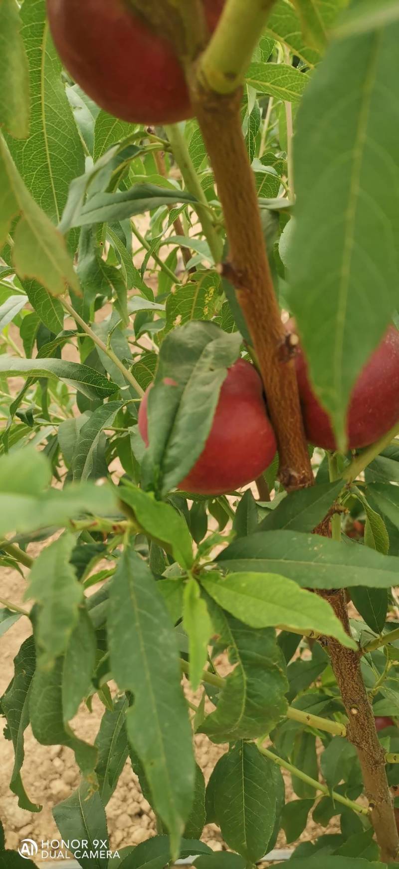 珍珠枣油桃8号