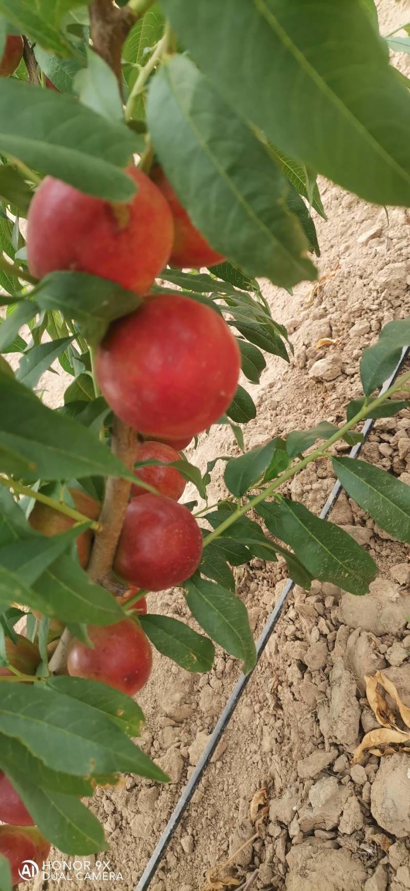 珍珠枣油桃8号