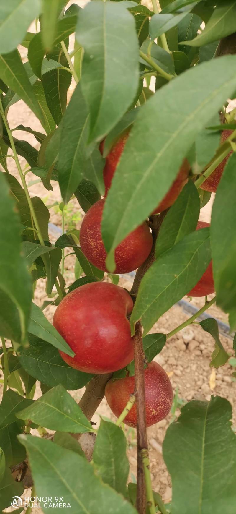 珍珠枣油桃8号