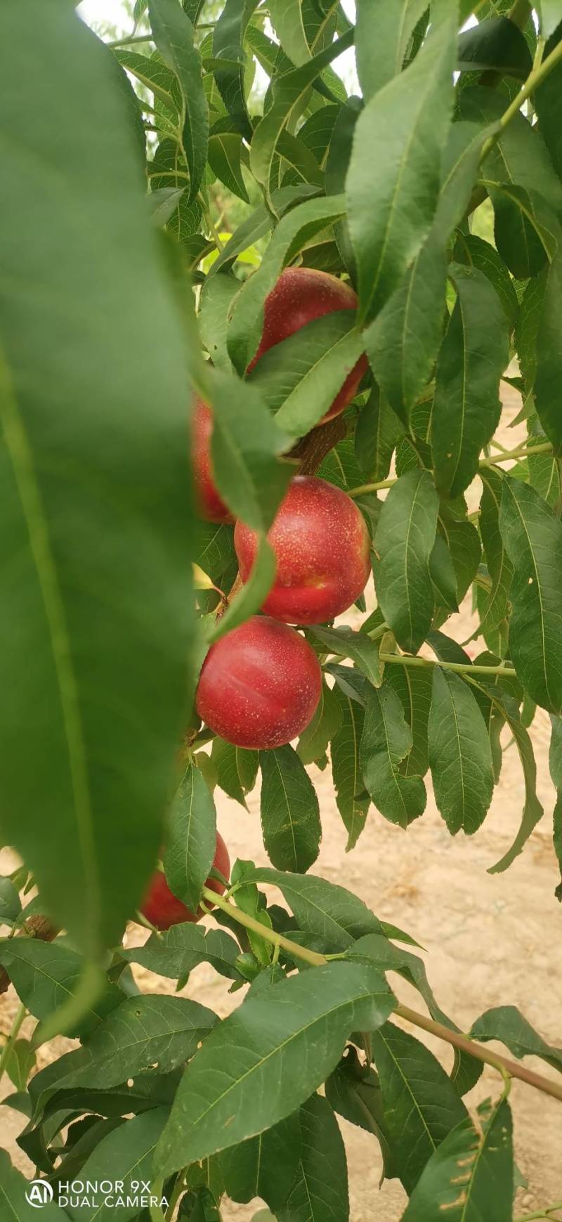 珍珠枣油桃8号