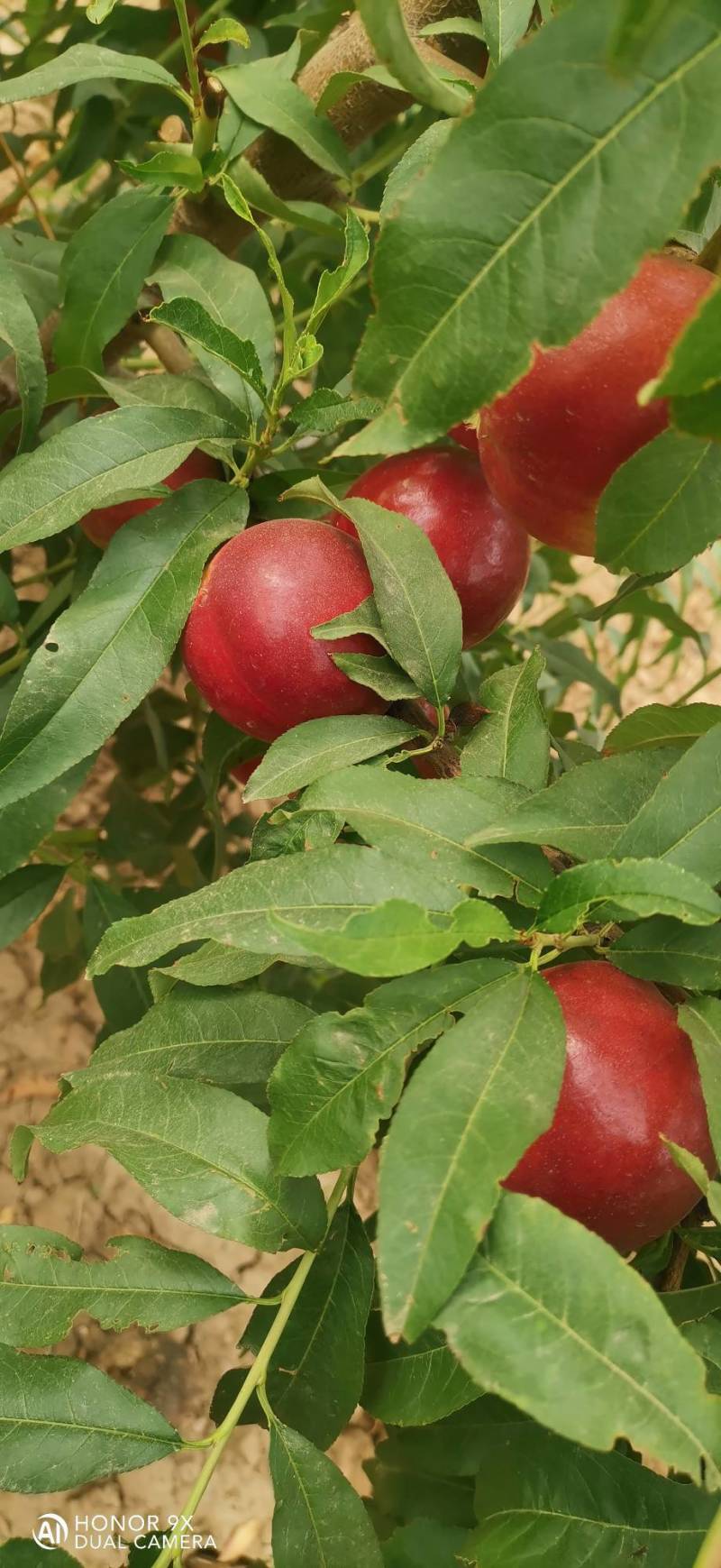 珍珠枣油桃8号