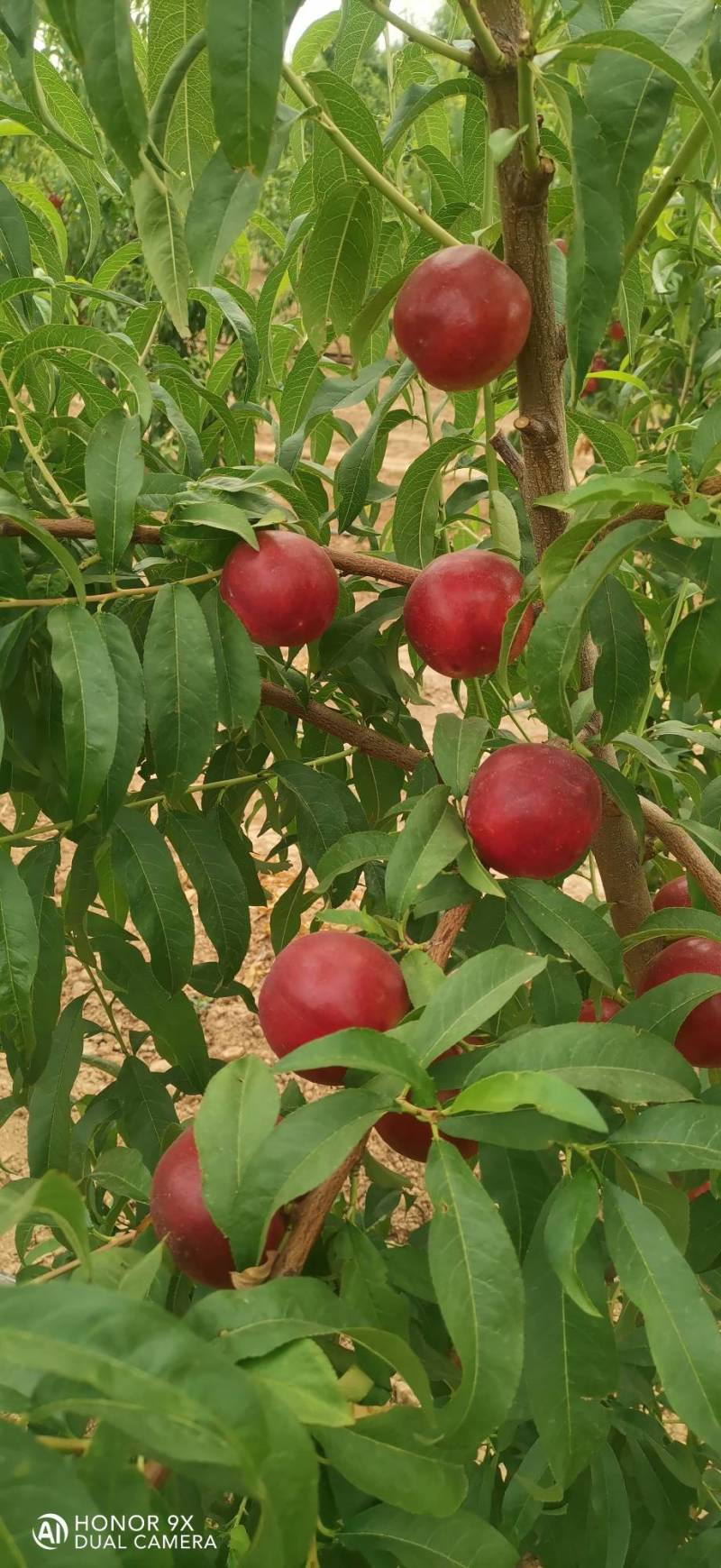 珍珠枣油桃8号