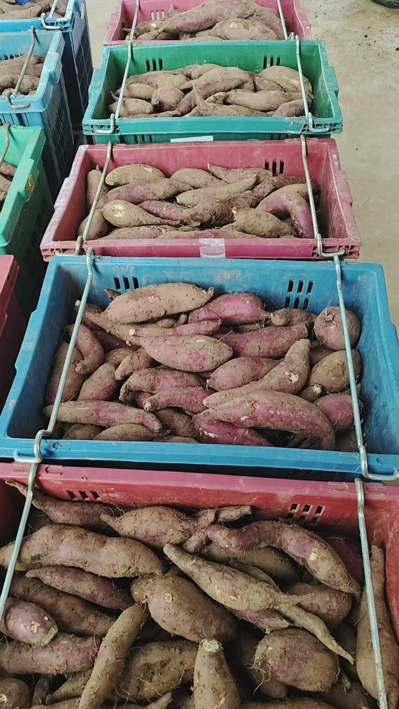 红薯榴莲蜜薯