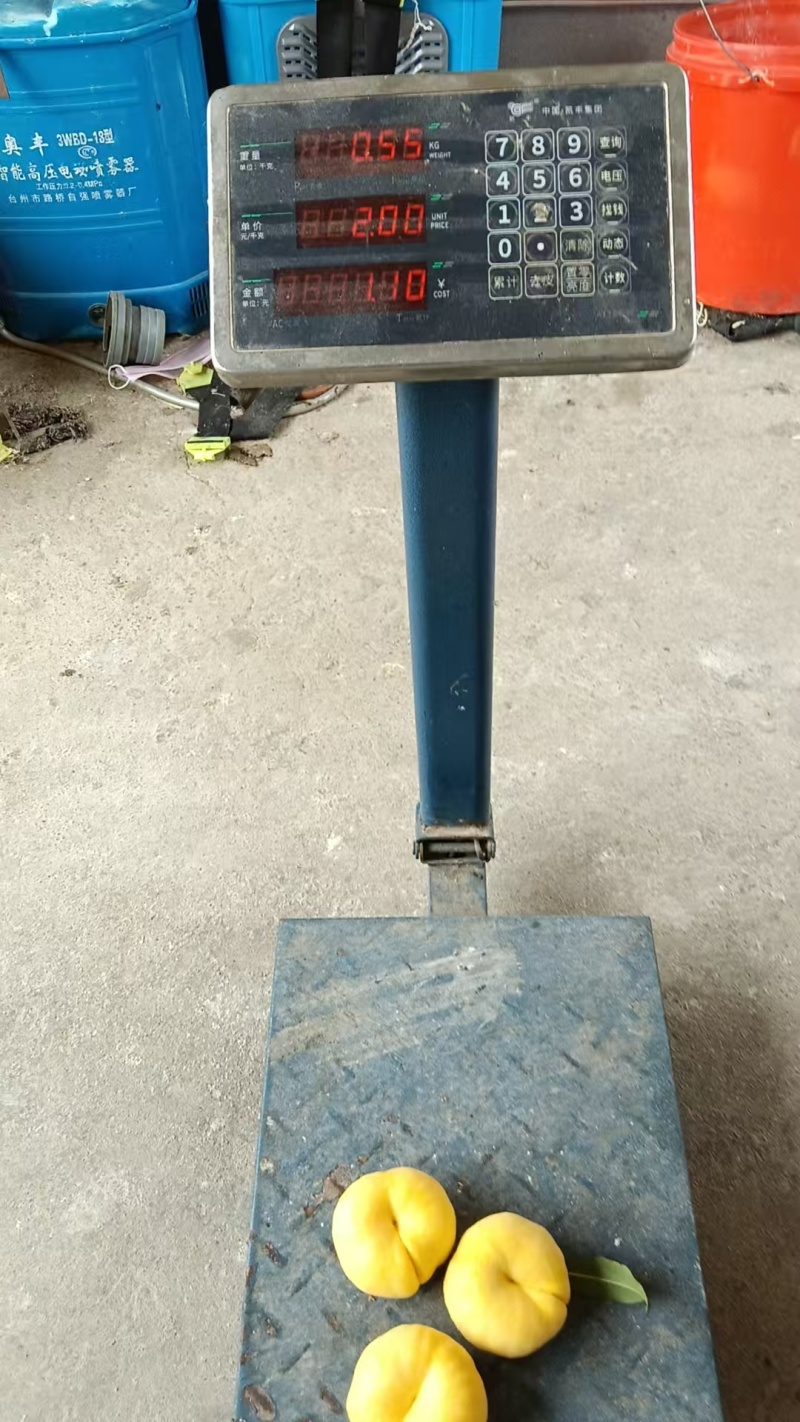 中蟠102黄桃