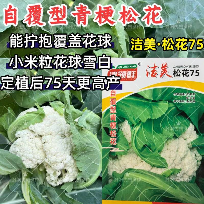 洁美松花75松花菜种子自覆免盖75天青梗小米粒春秋松花菜