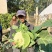 洁美松花75松花菜种子自覆免盖75天青梗小米粒春秋松花菜