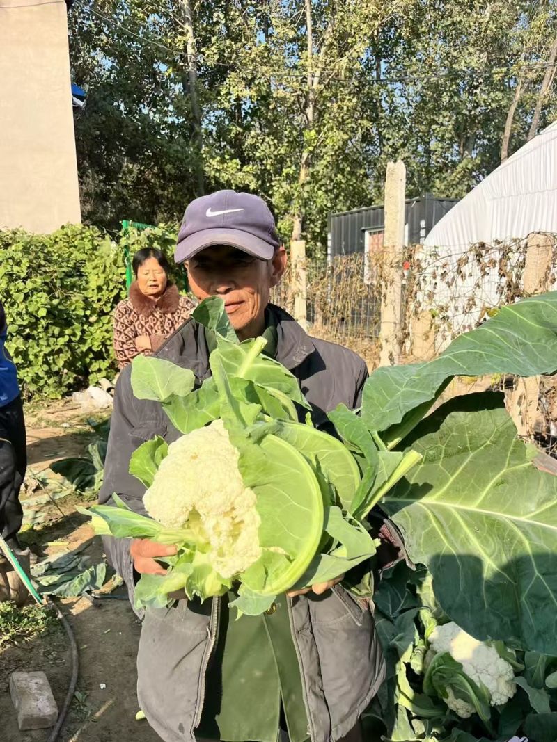 洁美松花75松花菜种子自覆免盖75天青梗小米粒春秋松花菜
